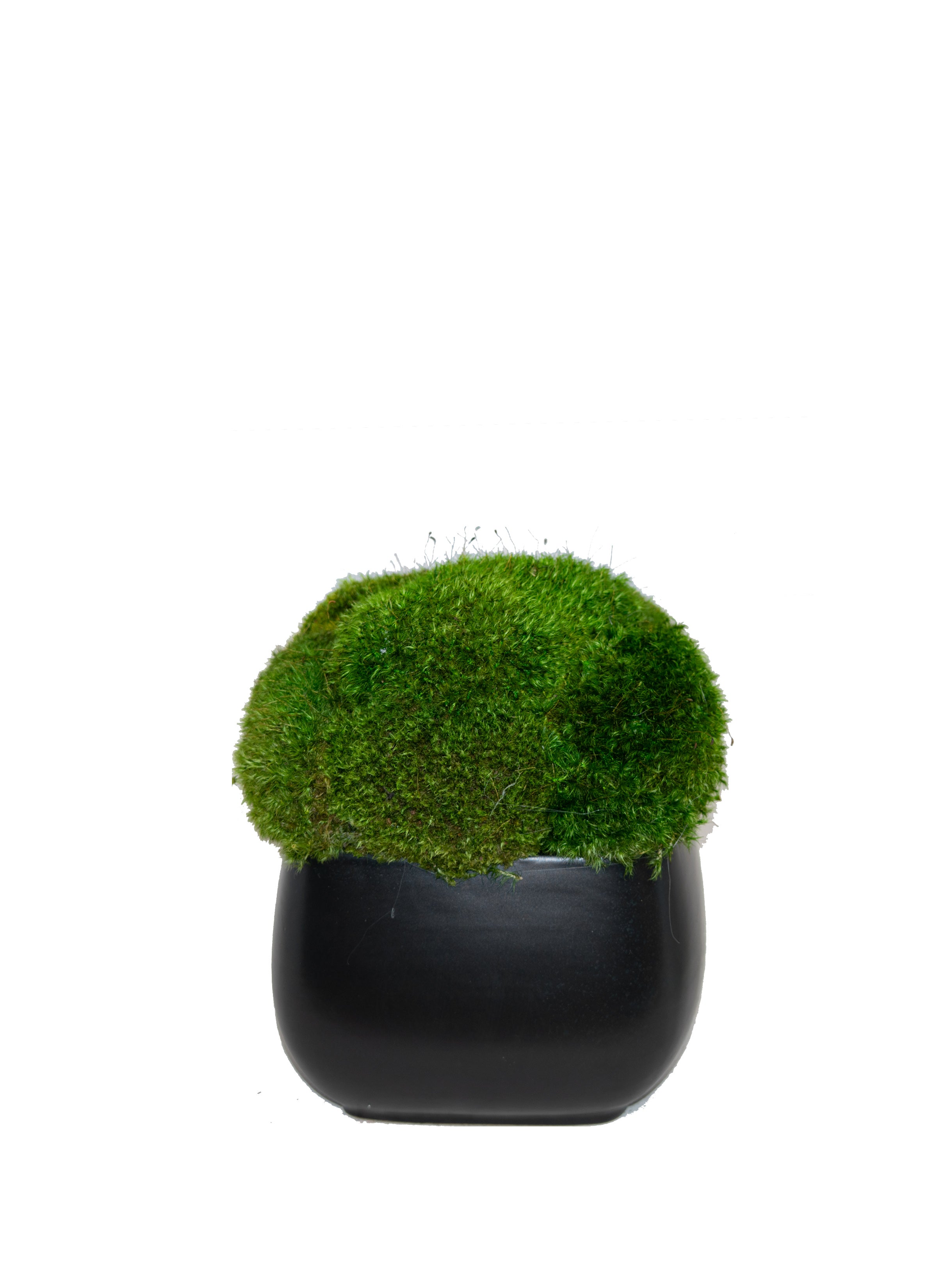 Faux Mood Moss in Pot