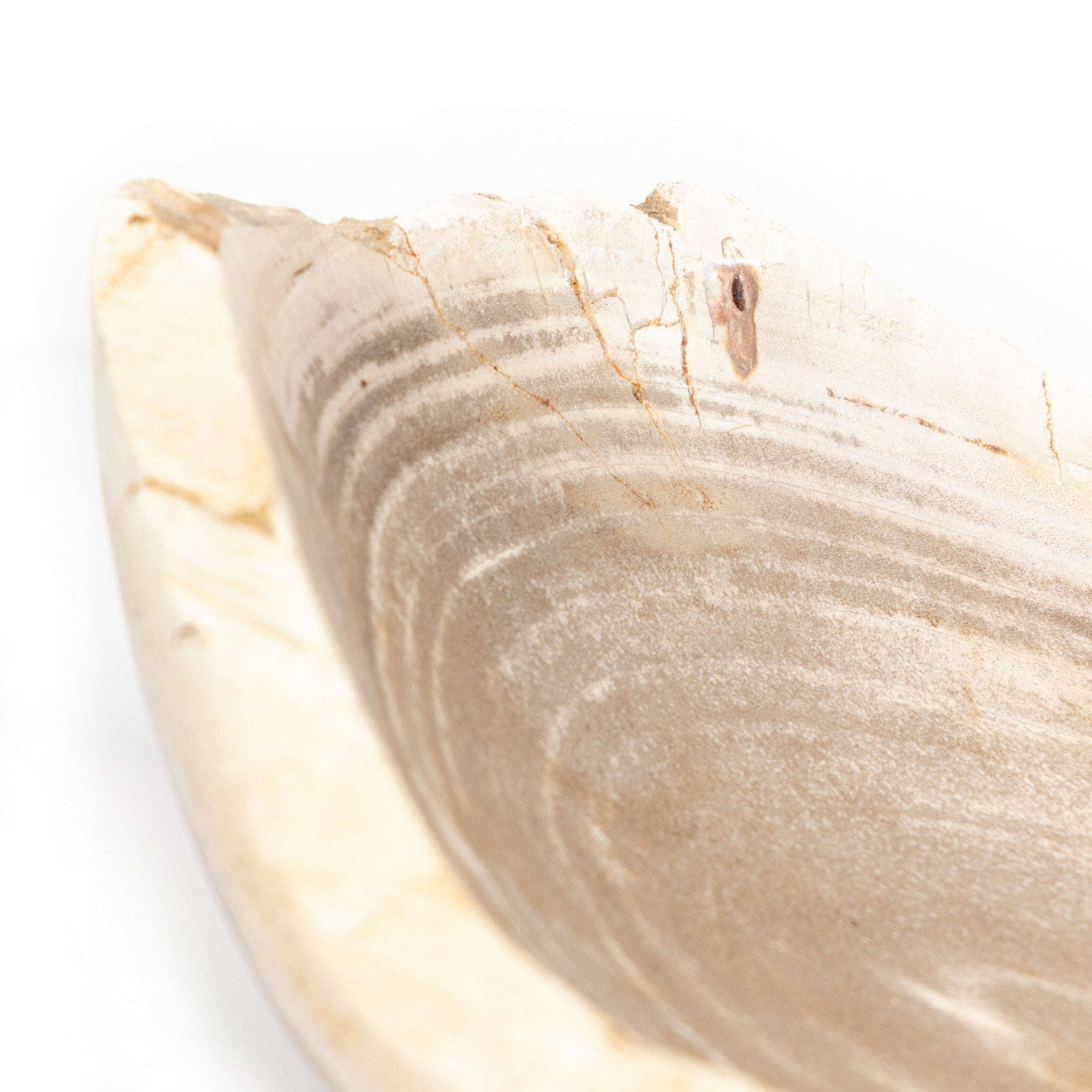 Light Petrified Wood Bowl