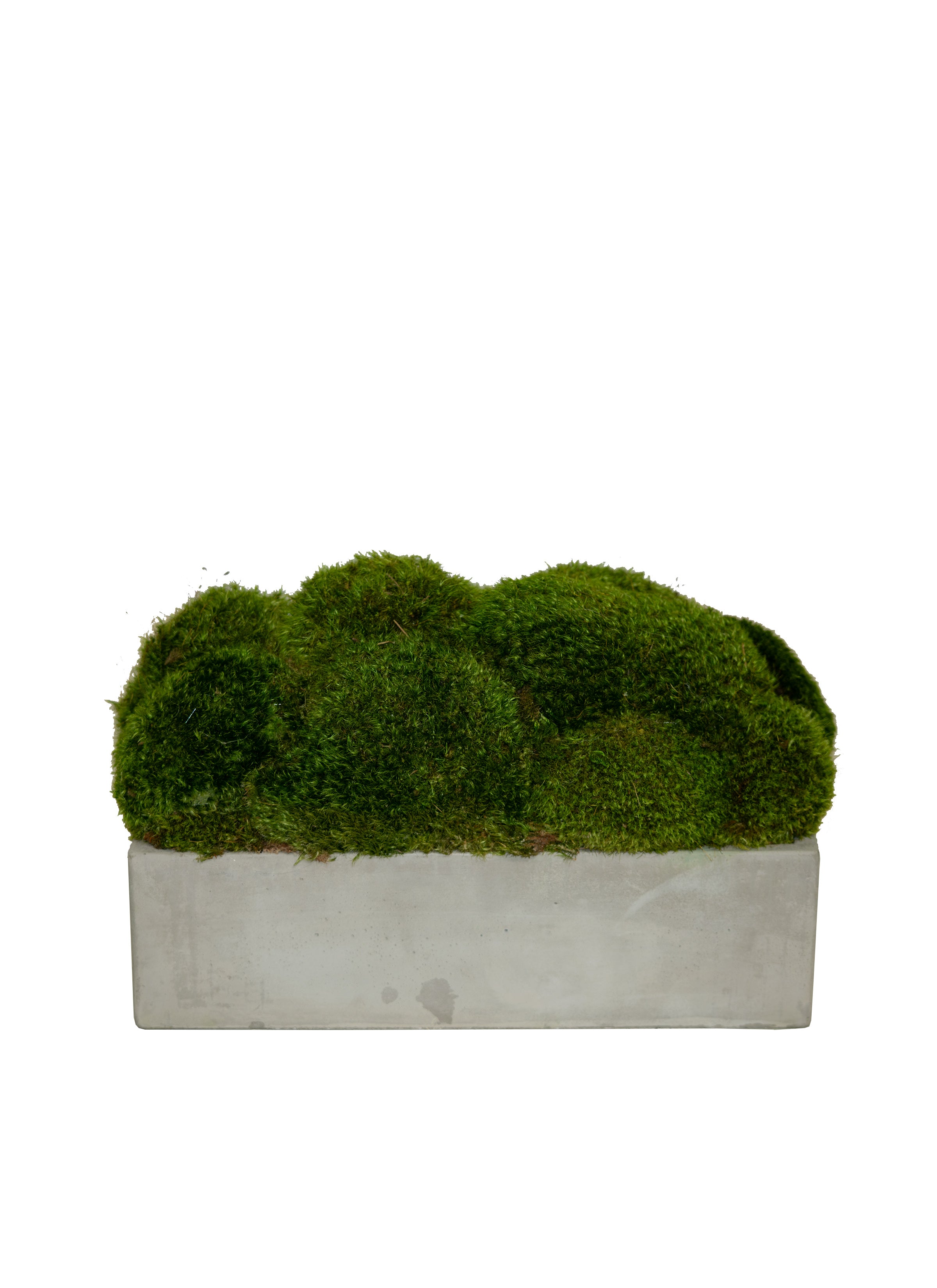 Faux Mood Moss in Long Grey Base