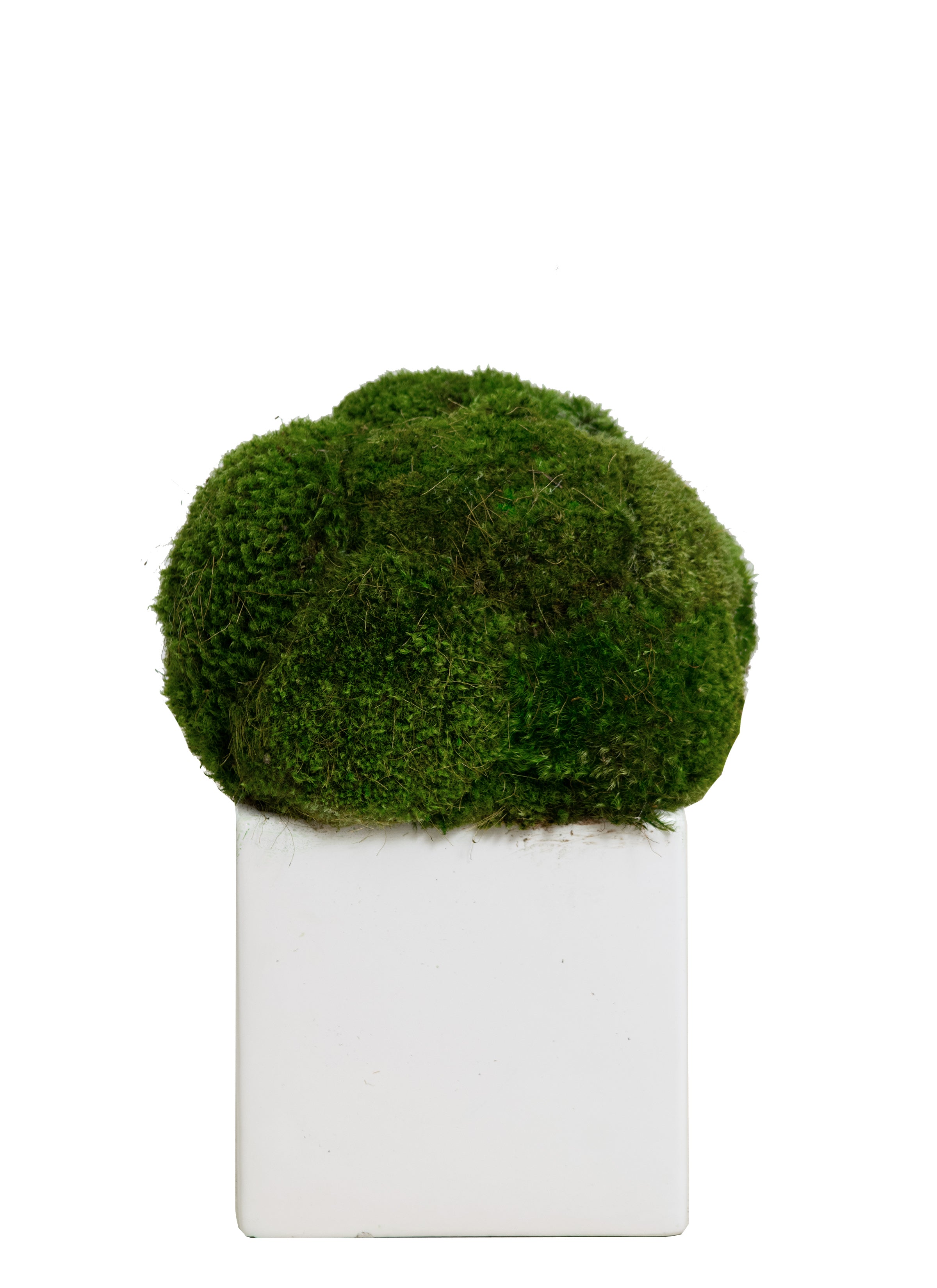 Faux Mood Moss in White Sqaure Pot