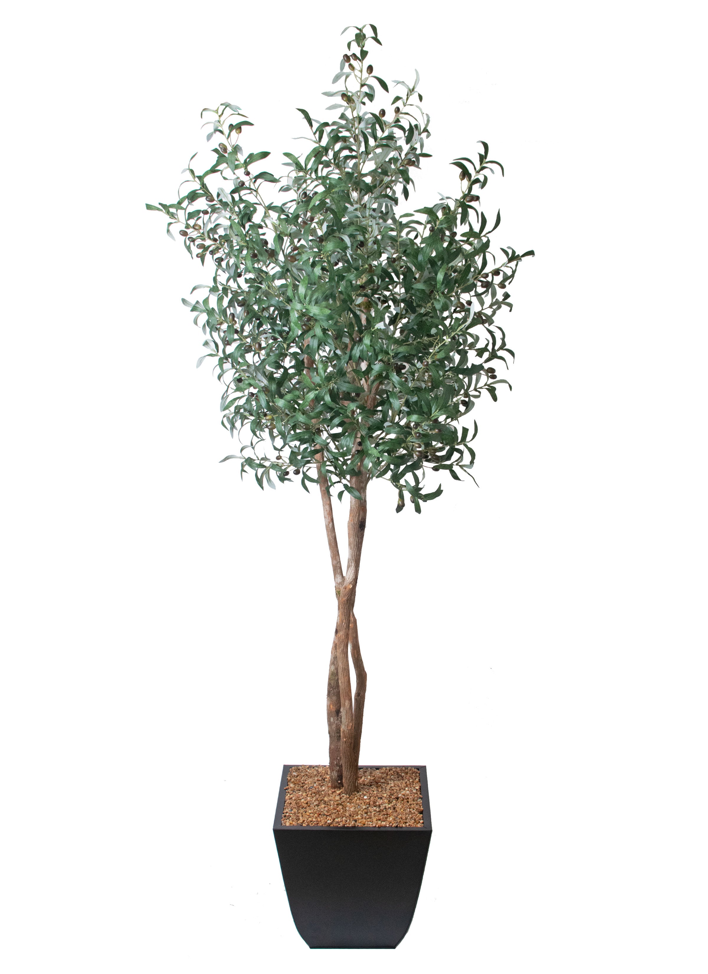 8 Ft Olive Tree