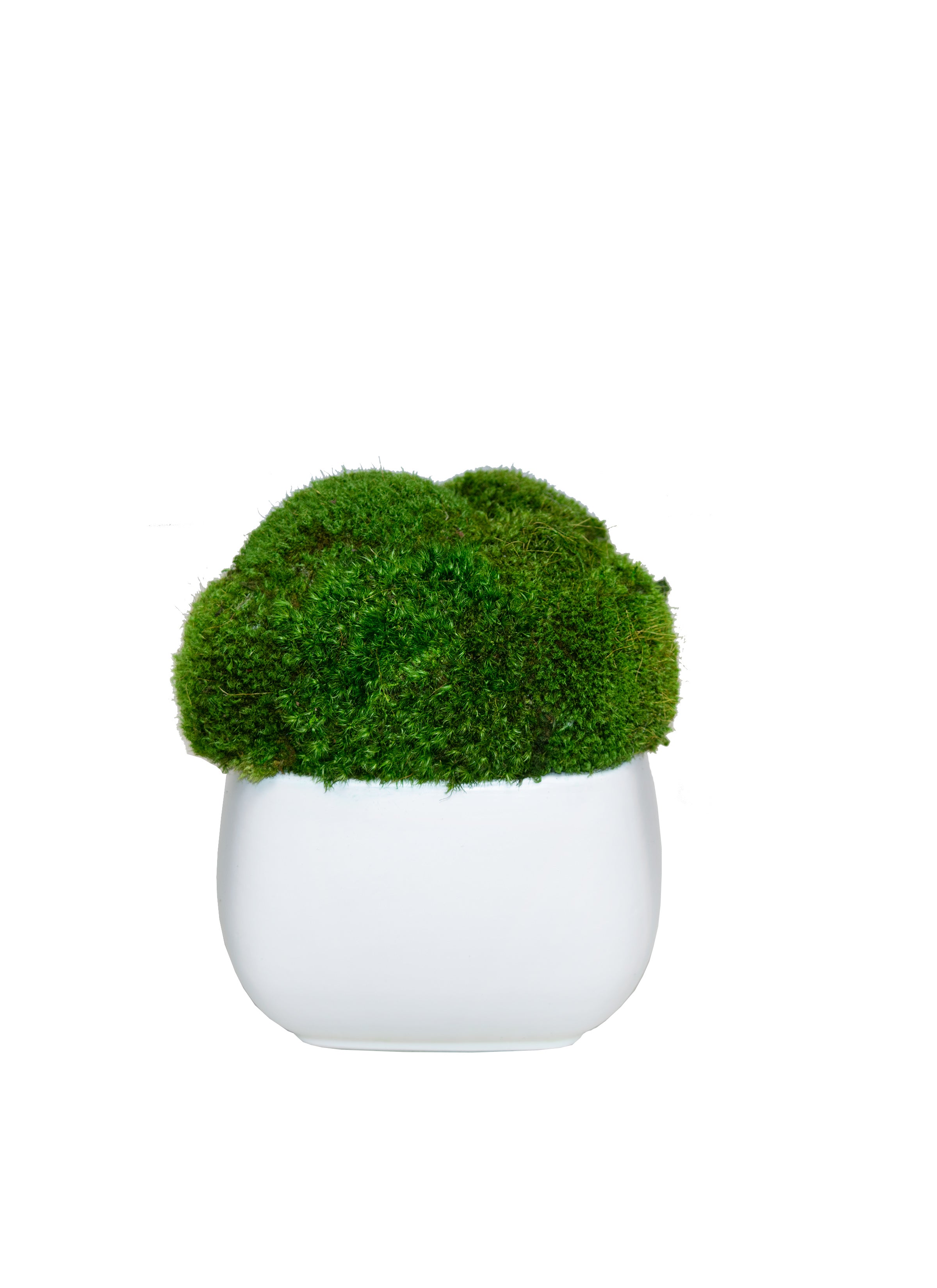 Faux Mood Moss in Pot