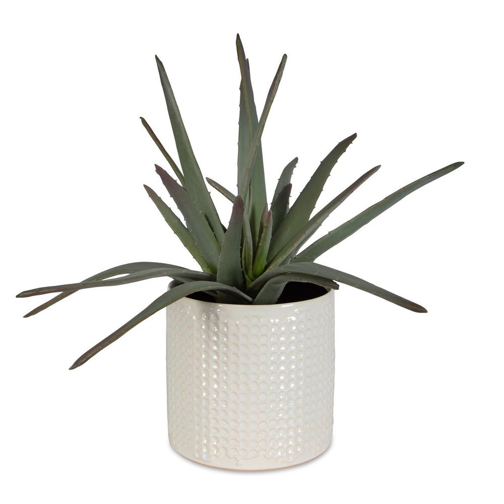 Aloe Centerpiece