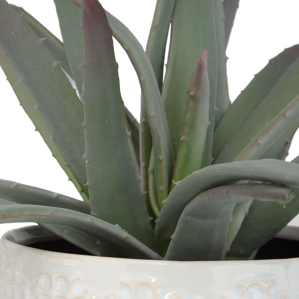 Aloe Centerpiece