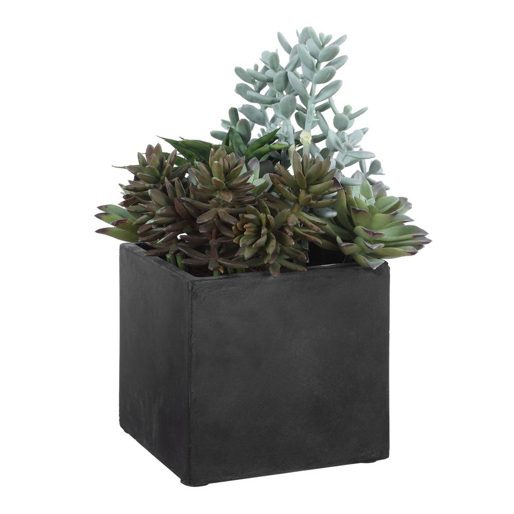 Indoor-Outdoor Succulent
