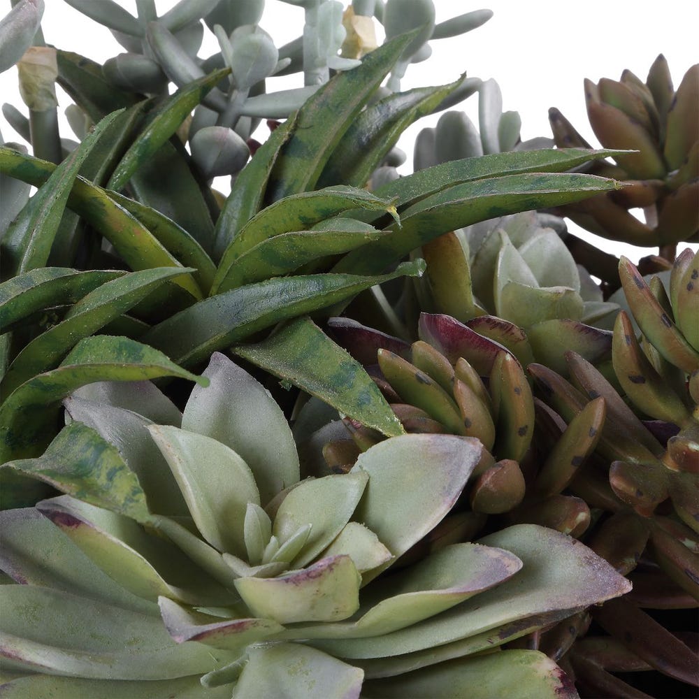 Indoor-Outdoor Succulent