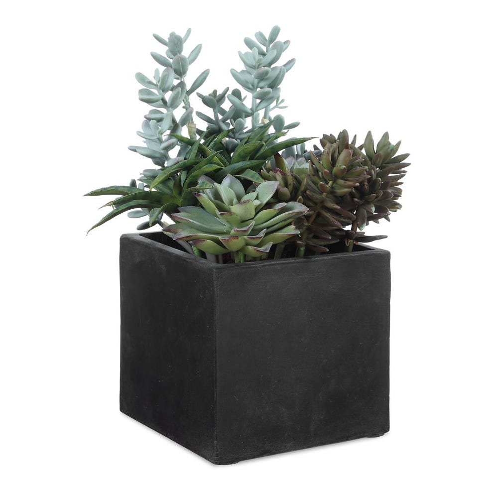Indoor-Outdoor Succulent