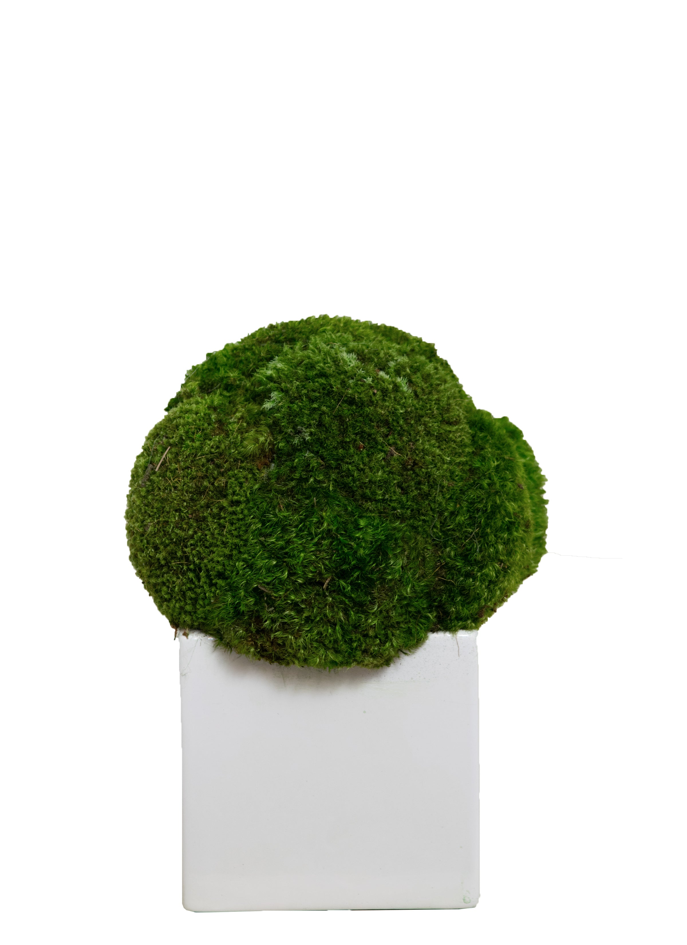 Faux Mood Moss in White Sqaure Pot